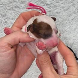 Peaches - Tri-color female Cavapoo puppy in Vernon, Texas from Sugarland's Texas Goldendoodles