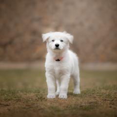 Light Pink - White Berger Blanc Suisse puppy in New Hampshire from Kennel Sons Of North