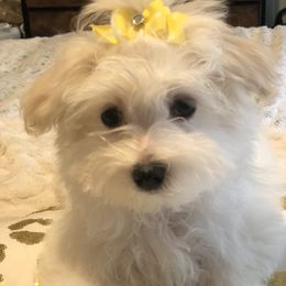 Maltese Puppies from The Royal Furbabies