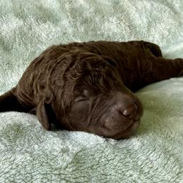 Boy 2 - male Poodle puppy in Screven, Georgia from Dreamland Standard Poodles