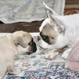 French Bulldog Puppies from Camp Fine Frenchies