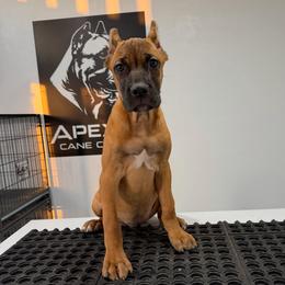 Female 3 - Fawn female Cane Corso puppy in Cashion, Oklahoma from APEXOK Cane Corsos LLC