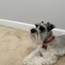 Bruno - Miniature Schnauzer
