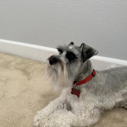 Bruno - Miniature Schnauzer
