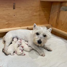 Girl 2 - White female West Highland White Terrier puppy in Idabel, Oklahoma from Ravens Nest Westies