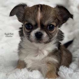 Rain - Black sabled fawn female Chihuahua puppy in Michigan from Fanciful Thrills Kennel