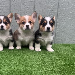 Pembroke Welsh Corgi Puppies from Chases Dream Kennel