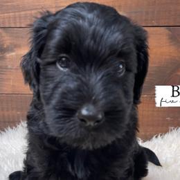 Bear - Black Goldendoodle puppy in Conway, New Hampshire from Arbor Grace Doodles