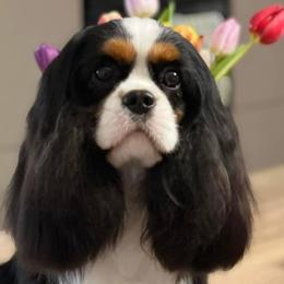 Cavalier King Charles Spaniels and Lowchen from Uptown Cavaliers