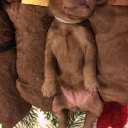 Goldendoodle Puppies from Cooley Doodles