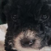 Amando - Spanish Water Dog puppy from The Woolly Dog Ranch