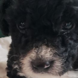 Amando - Spanish Water Dog puppy from The Woolly Dog Ranch