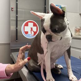 Boston Terrier puppies from Blue Elite Boston Terriers
