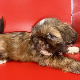 Boy 1 - Chocolate and tan male Shih Tzu puppy in Albany, New York from Precious Shihpoo’s and Luxurious Shih Tzu’s