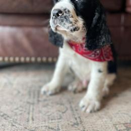 English Springer Spaniel Puppies from Southbend Springers