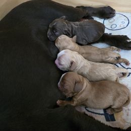Cocker Spaniel Puppies from Kellie's Cocker Spaniels