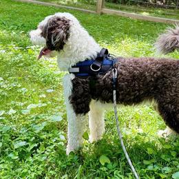 Portuguese Water Dog Puppies from Top Notch Portuguese Water Dogs