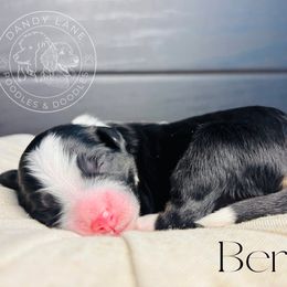 Berry - Black and white female Bernedoodle puppy in Fate, Texas from Dandy Lane Poodles & Doodles