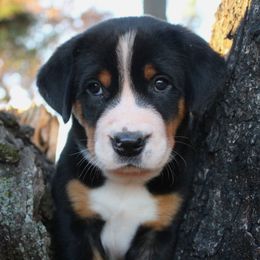 Beauceron, Greater Swiss Mountain Dog, and Nederlandse Kooikerhondje Puppies from Blackamber Swissies Beaucerons Ambermoon Kooikerhondje
