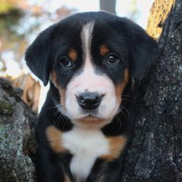 Beauceron, Greater Swiss Mountain Dog, and Nederlandse Kooikerhondje Puppies from Blackamber Swissies Beaucerons Ambermoon Kooikerhondje