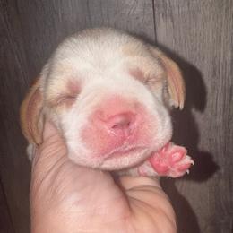 Jolene - Red and white female Beagle puppy in Viper, Kentucky from Mountain Top
