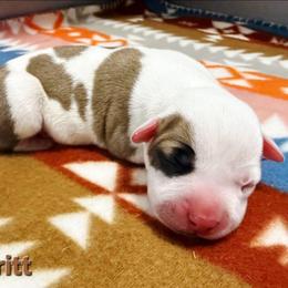 Merritt - Red female American Staffordshire Terrier puppy in Clintwood, Virginia from SkyBlue Kennel