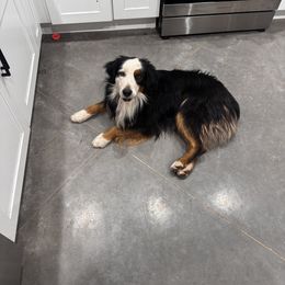 Tuff - Miniature American Shepherd