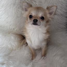 Fabulous - Chihuahua