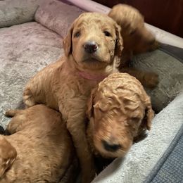 Poodle Puppies from Aschenputtel Poodles