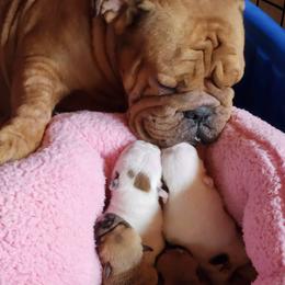 Bulldogs and French Bulldogs from Bouquet Bulldogs
