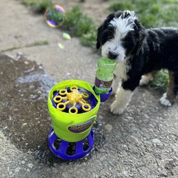 Bernedoodle Puppies from Bern'N Love Doodles