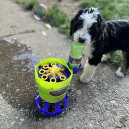 Bernedoodle Puppies from Bern'N Love Doodles