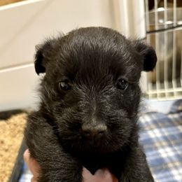 Boy 4 - Black male Scottish Terrier puppy in Chattanooga, Oklahoma from Lottie Dottie Scottie’s and Papillons