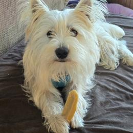 West Highland White Terrier puppies from My Little Puppy Paws