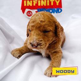 Woody - Red  male Goldendoodle puppy in Lakeland, Florida from Rolling Oak Doodles