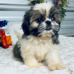 AKC Lewis - Red and white male Shih Tzu puppy in Elgin, South Carolina from Silver Bells Paw Prints