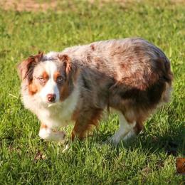 Angel - Toy Australian Shepherd