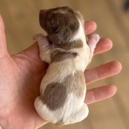 Costa Hummingbird - Boy 4 - Dapple male Dachshund puppy in London, Kentucky from Steele Half Acre Homestead