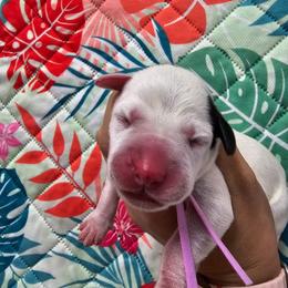 Lilac- Hollywood - White and black female Dalmatian puppy in Gray, Georgia from Fuller Spots