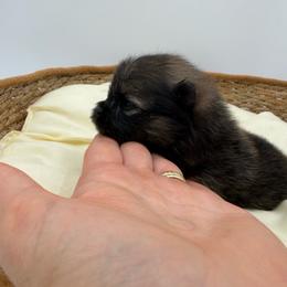 Mowie - Red sable male Pomeranian puppy in Phoenix, Arizona from Luxpomz
