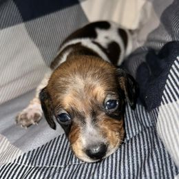 Bulldogs and Dachshunds from K.C. & J’s Mini Dachshunds and English Bulldogs