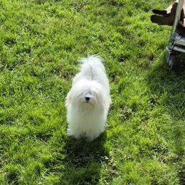 Lulu - Maltese