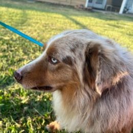 Doc - Miniature Australian Shepherd