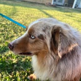 Doc - Miniature Australian Shepherd