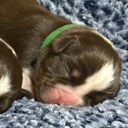 Poseidon - Red tri male Miniature Australian Shepherd puppy in Pinnacle, North Carolina from Higher Elevations Mini Aussies