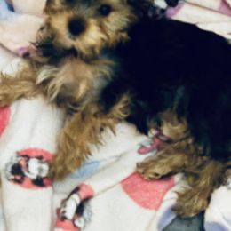 Yorkshire Terrier Puppies from Rosey’s Yorkies