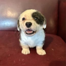 Brindle boy 2 - Brindle and white male Cardigan Welsh Corgi puppy in Clinton, Tennessee from High Hopes Farm