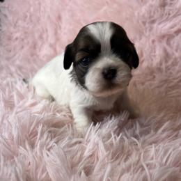 Julie - Gold and white female Shih Tzu puppy in Hemet, California from Aloha Shih Tzu