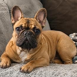 Addie - French Bulldog