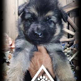 Dusty - Black and tan male German Shepherd puppy in Sequim, Washington from German Shepherd Haus